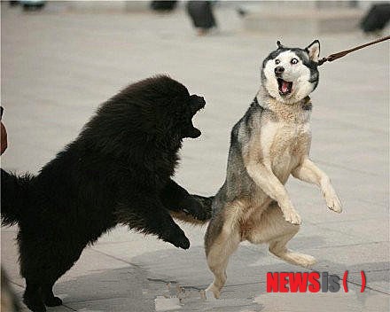 20121019 Siberian Husky & Tibetan Mastiff.jpg 표정 굴욕 중국판 '브라우니' 